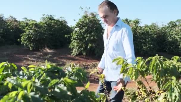 Volwassen Man Loopt Buurt Van Groene Struiken Controleren Van Planten — Stockvideo