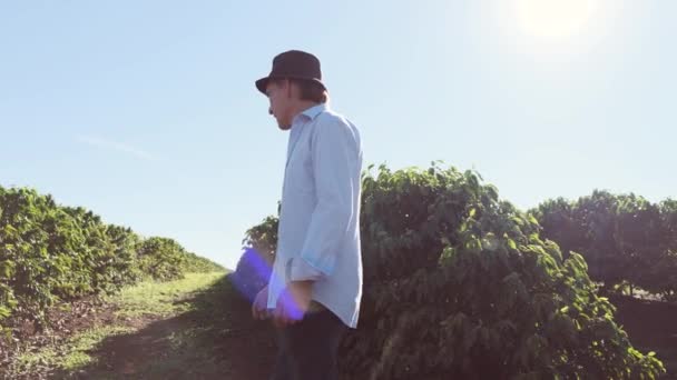 Homme Mûr Marchant Près Des Buissons Verts Vérifiant Les Plantes — Video