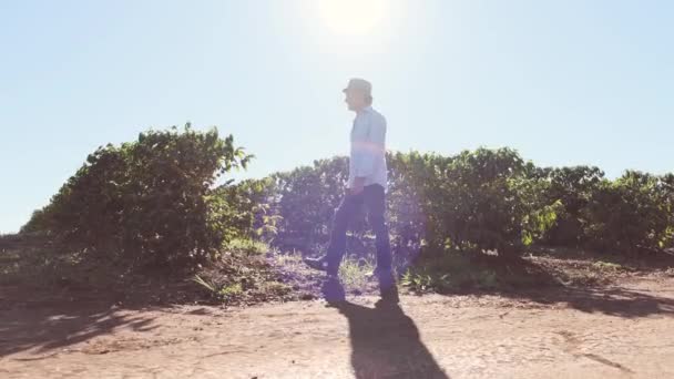 Homme Mûr Marchant Près Des Buissons Verts Vérifiant Les Plantes — Video