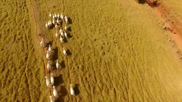 白奶牛在绿地上奔跑的空中景象 — 图库视频影像