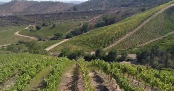 Vista Aérea Del Cultivo Campo — Vídeos de Stock