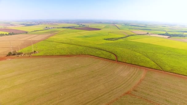 Aerial View Cultivated Field — Stock Video