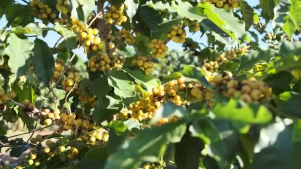 Close View Ripening Coffee Bushes — Stock Video