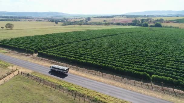 Aerial View Cultivated Field — Stock Video