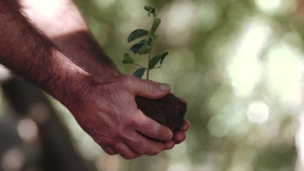 Close View Mature Man Sharing Seedling Kid — Stock Video