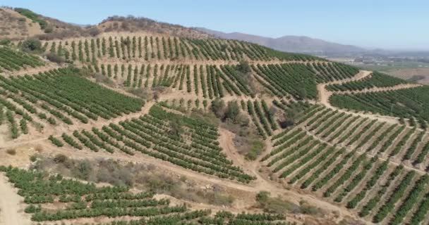 Vista Aérea Campo Cultivo — Vídeo de Stock