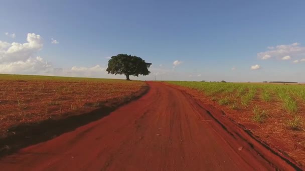 Vista Aérea Campo Cultivado — Vídeo de Stock