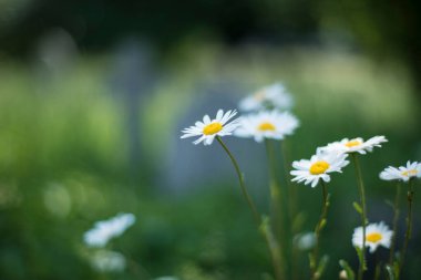 Tarlada beyaz papatyalar