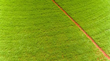 Yeşil alanın havadan görüntüsü