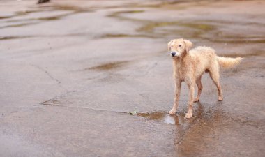 Bahçedeki sevimli kırmızı köpeğin portresi.