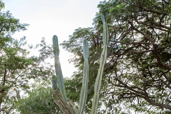 Detailansicht Tropischer Pflanzen Der Landschaft — Stockfoto