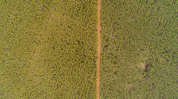 Plantação Eucaliptos Vista Cima Floresta Eucaliptos — Fotografia de Stock