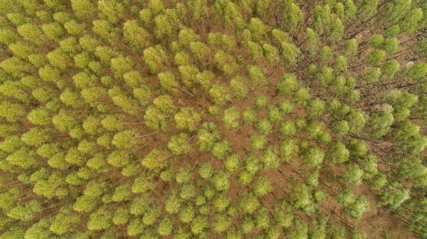 上から見たユーカリの木の植え付け ユーカリの森 — ストック写真