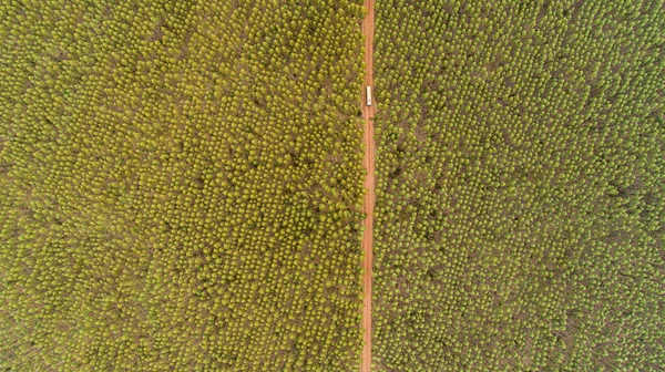 Plantacja Drzew Eukaliptusowych Widok Góry Las Eukaliptusowy — Zdjęcie stockowe