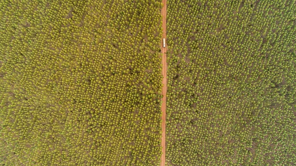 Plantação Eucaliptos Vista Cima Floresta Eucaliptos — Fotografia de Stock