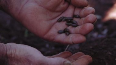 Toprağa fasulye eken adama yakından bakın.