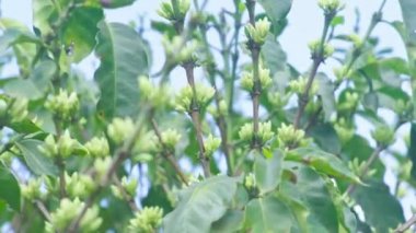 Yağmurdan sonra ıslak yaprakların yakın görüntüsü