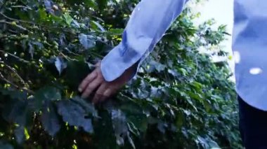 Olgun adam yeşil çalıların yanında yürüyor, bitkileri kontrol ediyor..