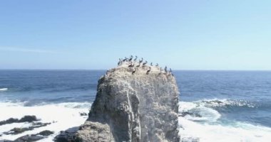 Büyük taşta ısınan deniz kuşları.