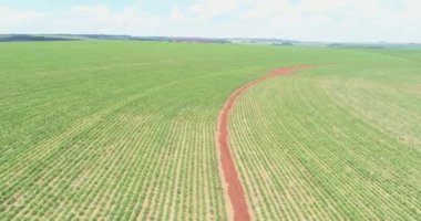 Baharda yeşil alanın havadan görünüşü