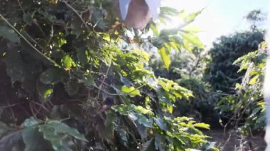 Olgun adam yeşil çalıların yanında yürüyor, bitkileri kontrol ediyor..