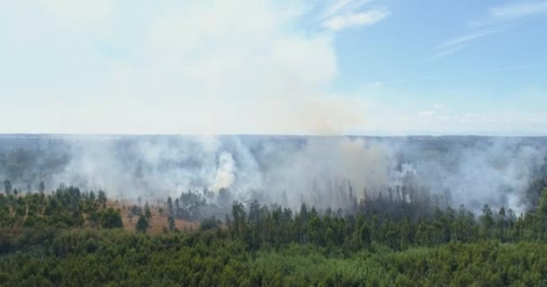 Paysage avec arbres en feu, catastrophe naturelle 