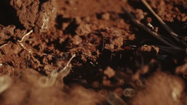 小蚂蚁在土壤中行走的清晰景象 — 图库视频影像
