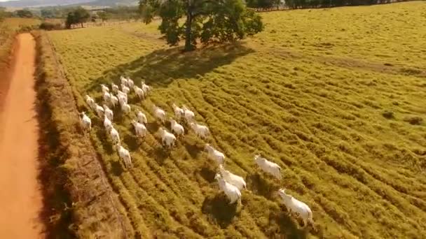 Luchtfoto Van Witte Koeien Die Door Groen Veld Rennen — Stockvideo