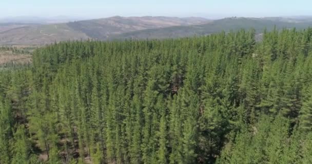 Voando Sobre Árvores Verdes Altas — Vídeo de Stock