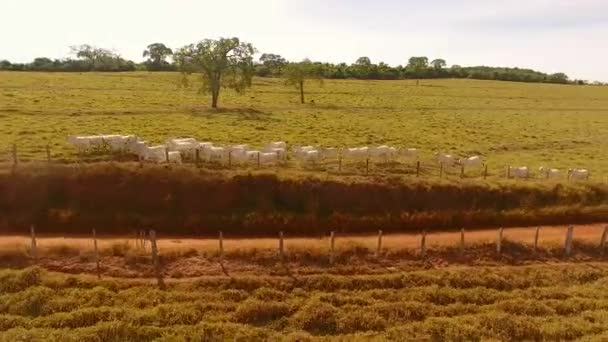 Vista Aérea Vacas Blancas Corriendo Por Campo Verde — Vídeos de Stock