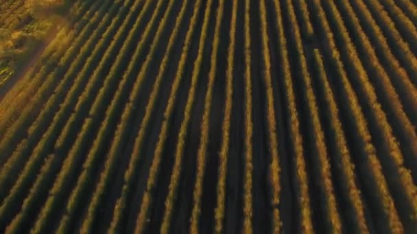 耕作地の空中風景 — ストック動画