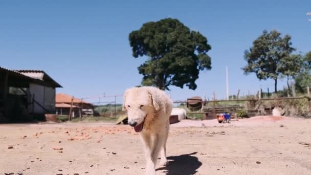 Cute White Dog Walking Backyard — Stock Video