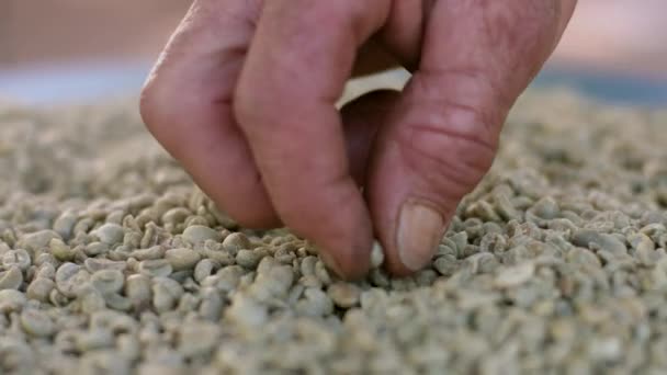 Vue Rapprochée Des Grains Café Crus — Video