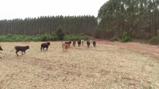 Милі Корови Польового Пасовища — стокове відео