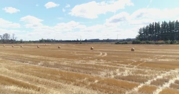 Сільськогосподарське Поле Стопками Сіна — стокове відео