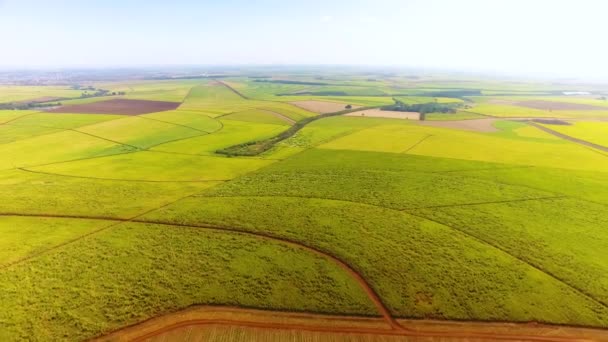 Aerial View Cultivated Field — Stock Video