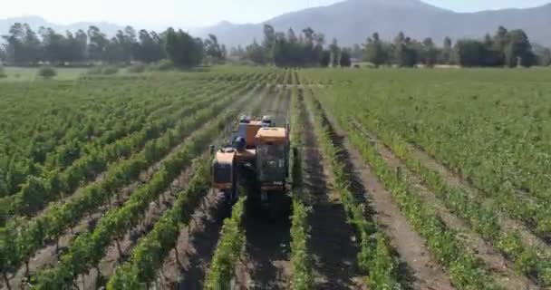 Vista Aérea Del Cultivo Campo — Vídeos de Stock