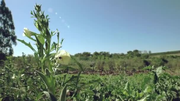 在阳光灿烂的花园里生长的绿色植物 — 图库视频影像