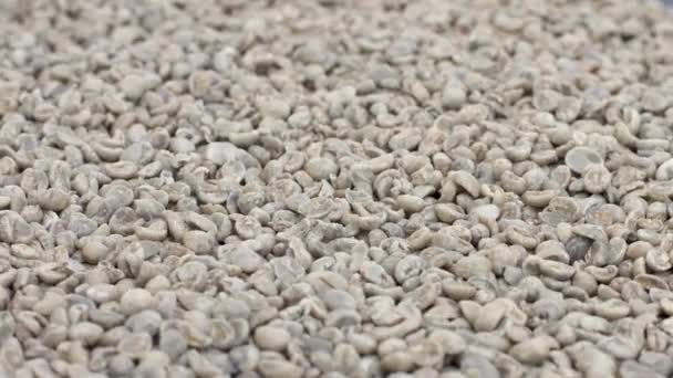 Close View Raw Coffee Beans — Stock Video