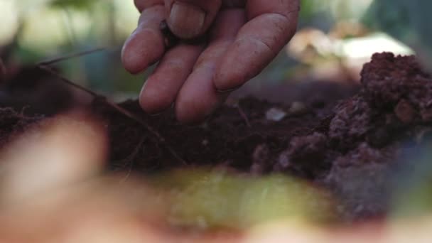 Close View Man Seeding Beans Soil — Stock Video