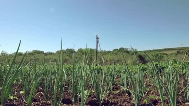 Зелені Рослини Ростуть Сонячному Саду — стокове відео