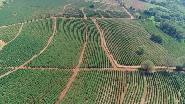 Vista Aérea Dos Campos Argiculturais Com Arbustos Crescimento — Vídeo de Stock