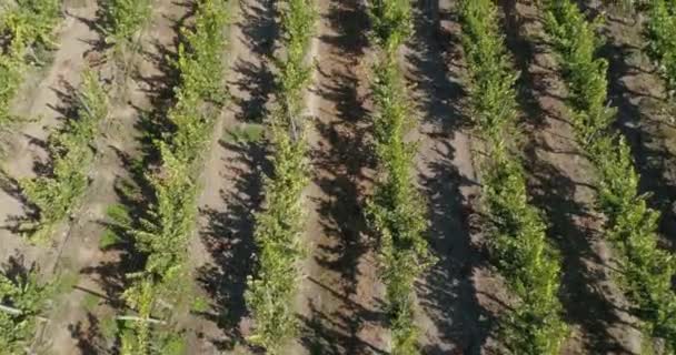 Vista Aérea Del Cultivo Campo — Vídeos de Stock