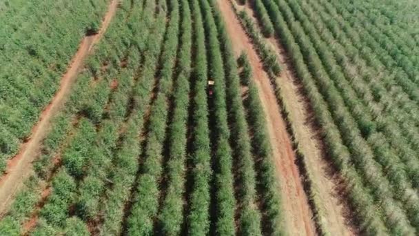 Vista Aérea Campo Cultivado — Vídeo de Stock