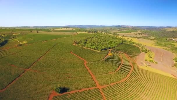 Aerial View Cultivated Field — Stock Video