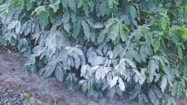 Vista Cercana Las Hojas Húmedas Después Lluvia — Vídeos de Stock