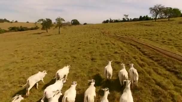 Vista Aérea Vacas Blancas Corriendo Por Campo Verde — Vídeos de Stock