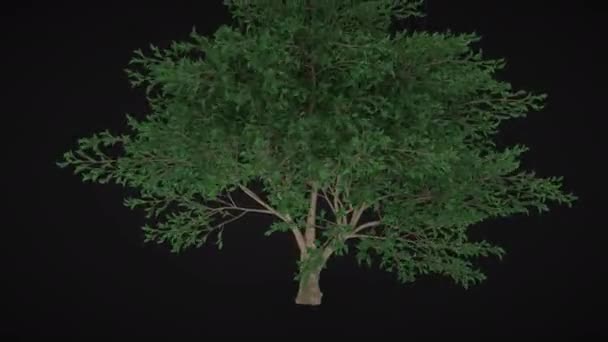 Árvore Com Folhagem Verde Larga — Vídeo de Stock