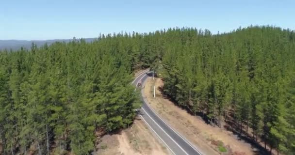 Πετώντας Πάνω Από Ψηλά Πράσινα Δέντρα — Αρχείο Βίντεο