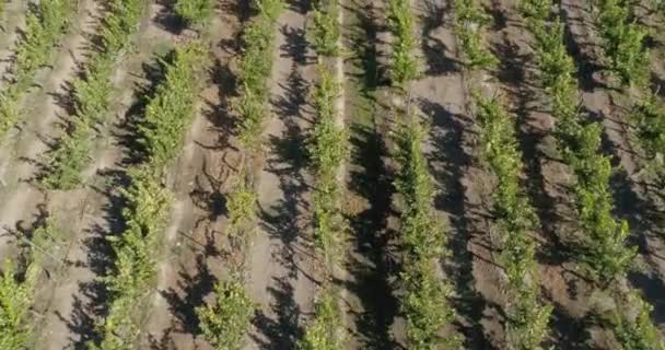 Luchtfoto Van Akkerbouw — Stockvideo